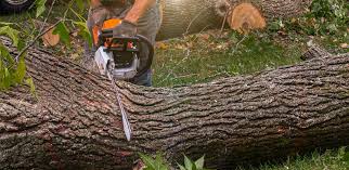 Best Landscape Design and Installation  in Los Altos Hills, CA
