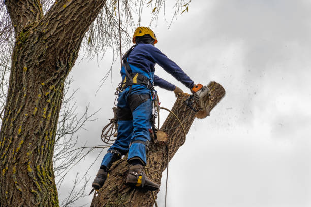 Best Tree Removal  in Los Altos Hills, CA